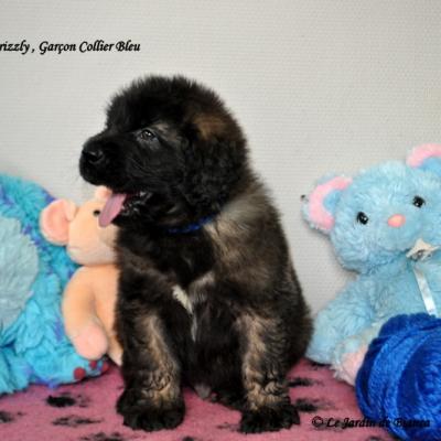 Chiots de Forest et Grizzly 16/02/2016