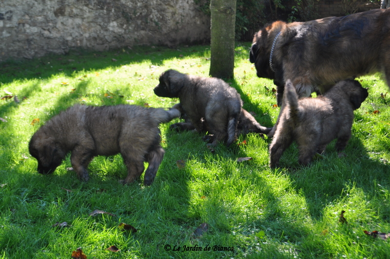 Que c'est chouette l'herbe!