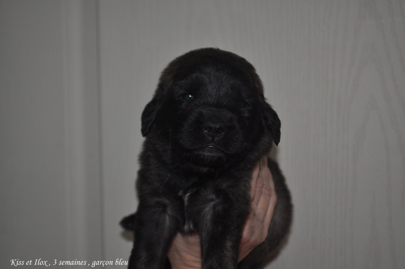 chiot 3 semaines