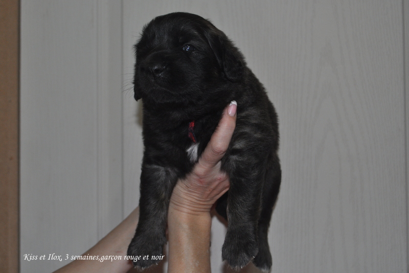 chiot 3 semaines