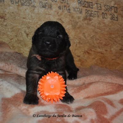 Chiots de Forest et Zorn nés le 20 novembre 2014