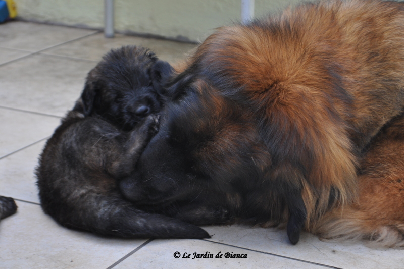 Une vraie maman leo-poule ;-)