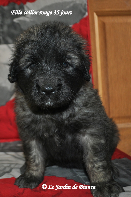 bébé collier rouge , ma petite chipie 