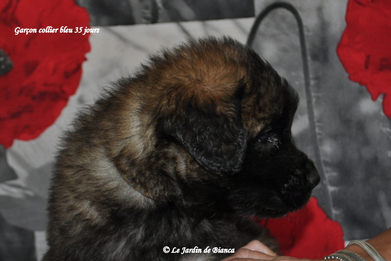 Bébé collier bleu , le charmeur 