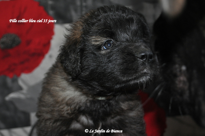 bébé collier bleu ciel , la discrète