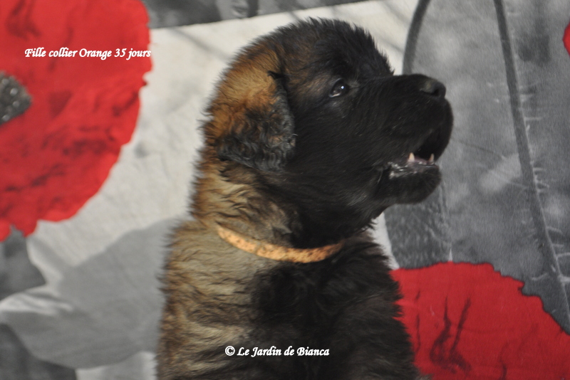 bébé collier orange , ma petite chanteuse