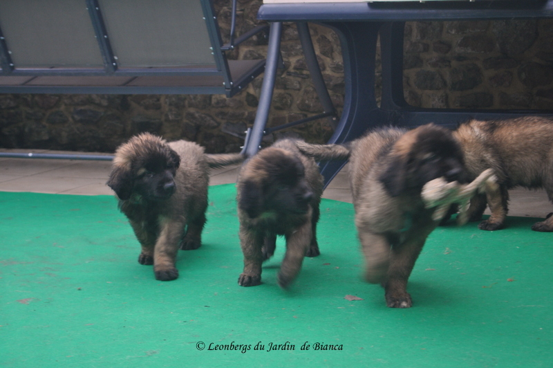Newton, Nouchka et Nkosi