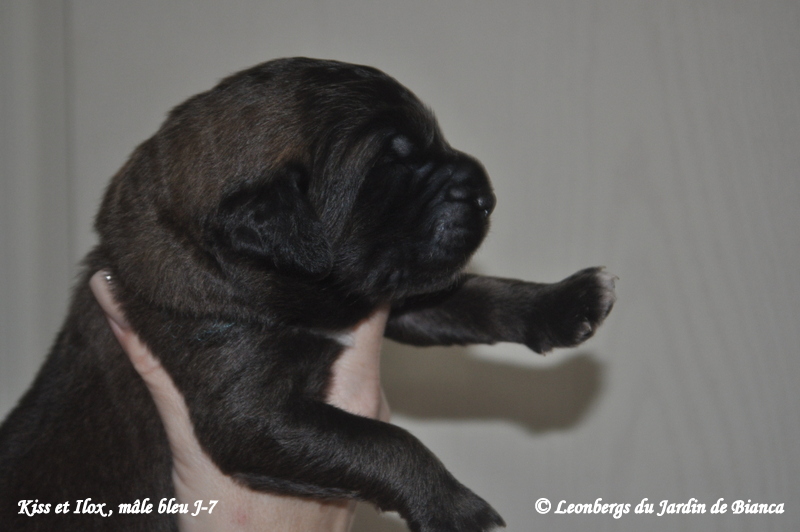 Chiot Kiss et Ilox 1 semaine