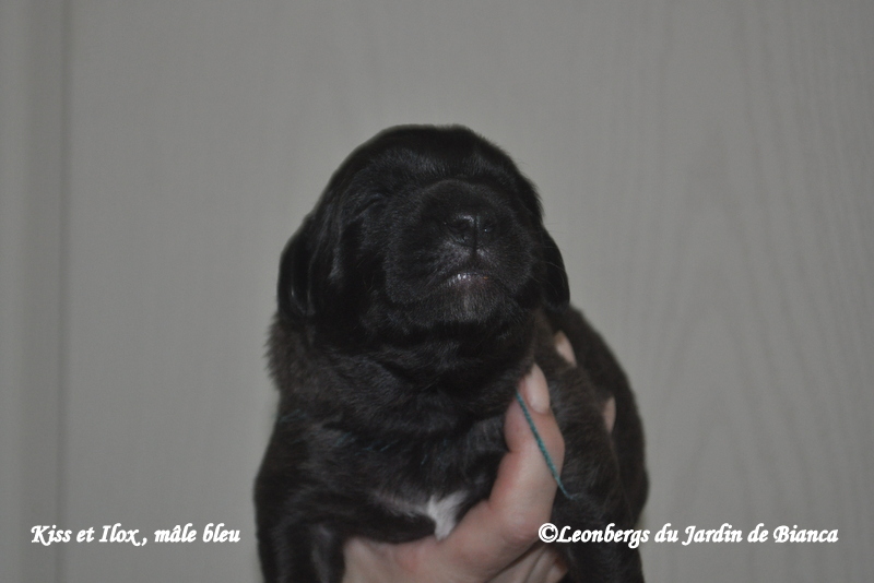 Chiot Kiss et Ilox 1 semaine