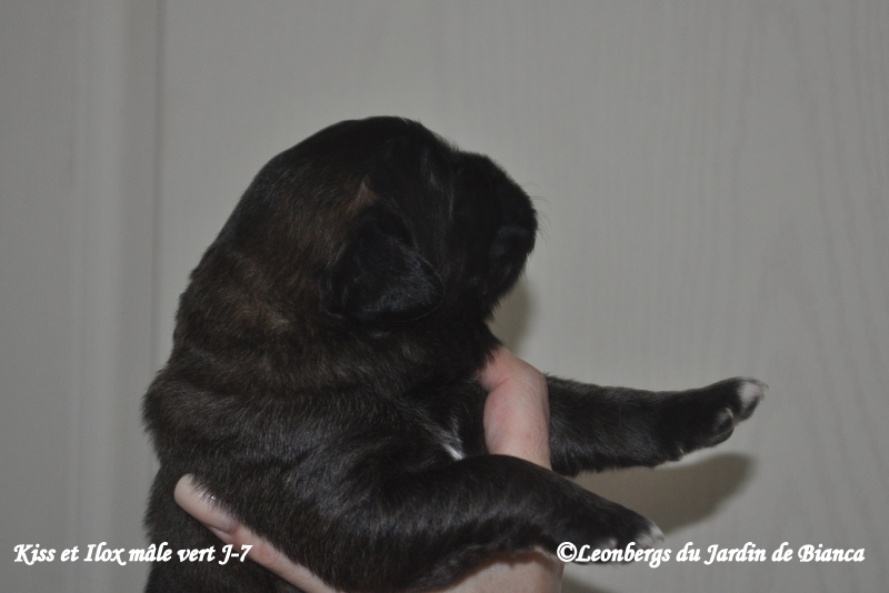 Chiot Kiss et Ilox 1 semaine