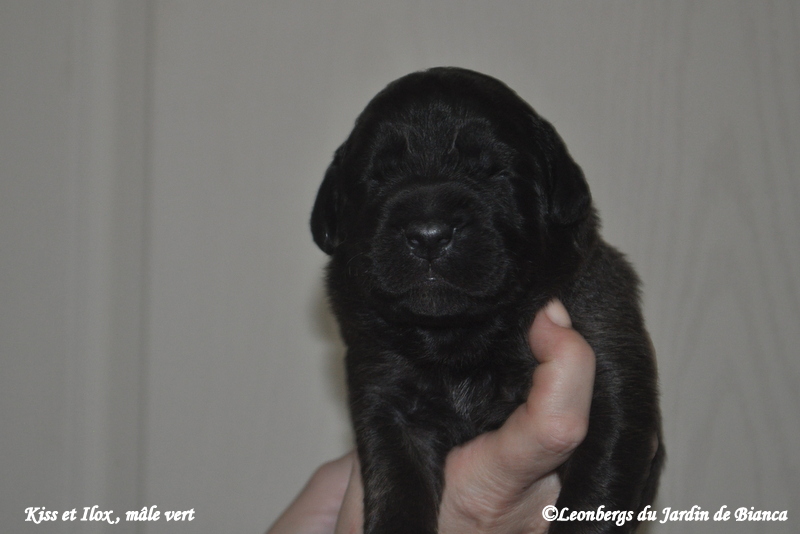 Chiot Kiss et Ilox 1 semaine