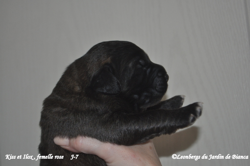 Chiot Kiss et Ilox 1 semaine