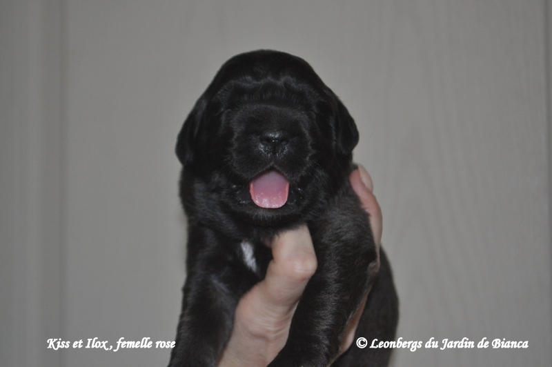Chiot Kiss et Ilox 1 semaine