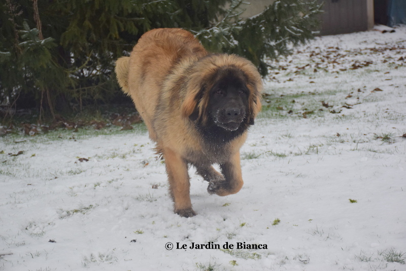 Rainbow Warrior du Jardin de Bianca