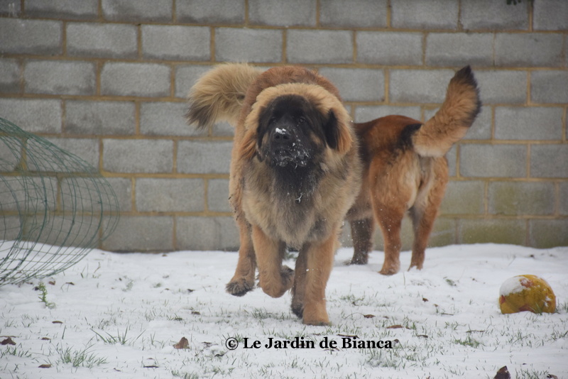 Qlint'On du Jardin de Bianca