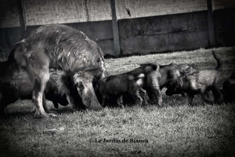 Summer et ses chiots
