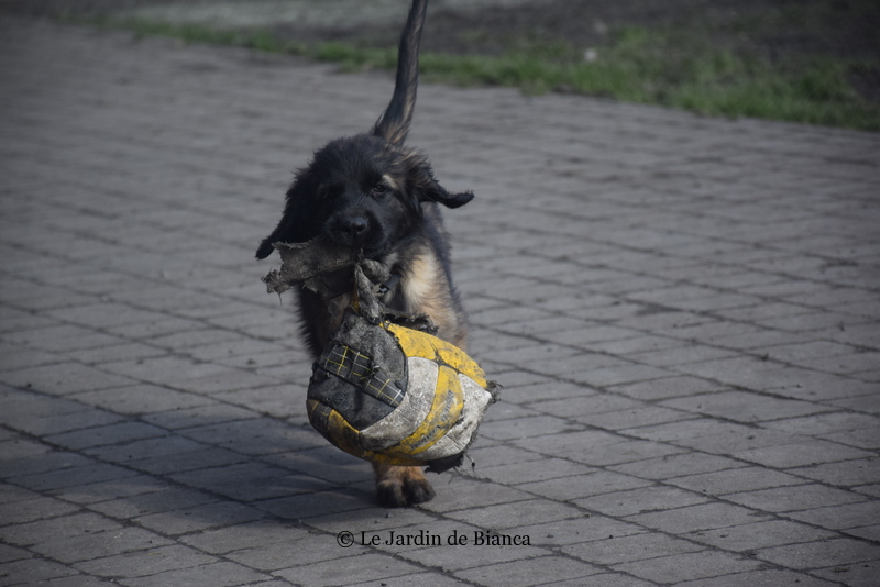 Dsc 0938 001